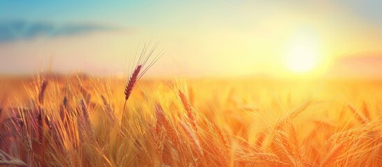 Poster - A serene image of a barley field at sunset with a soft effect against a clear sky on a sunny summer day Perfect for adding text with copy space in the picture