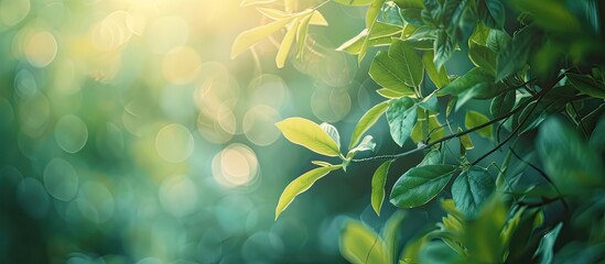 Aufkleber - Bokeh background of green leaves in a garden morning scene perfect for banners or product display with copy space image