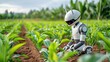 © TEERAWAT - A futuristic robot tending to crops in a vibrant agricultural field, showcasing innovation in modern farming practices.