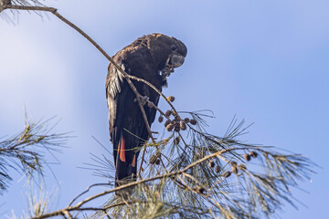 Wall Mural - Threatened species, Glossy Black Cockatoo feeding on Casuarina Tree seeds