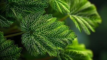 Poster - Green Leaf Veins Macro Closeup.