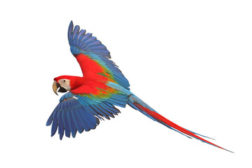 Colorful flying Green Wing Macaw parrot isolated on transparent background png file	