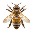 © shabbir - Honey bee top view isolated on transparent background