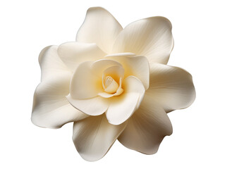 Elegant white flower showcasing delicate petals and subtle hues, perfect for nature-themed projects and designs.