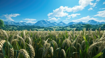 Poster - A vast barley field in spring in Germany's Bavaria  