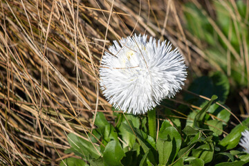 Wall Mural - Daisies bloom close-up in spring in nature.