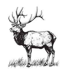 Wall Mural - Deer, reindeer or elk isolated sketch of wild mammal animal. Brown stag of adult deer with large antlers for hunting sport club or zoo symbol, forest wildlife themes design