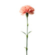 © Htet Wai Phyo - single carnation flower long stem isolated on white background