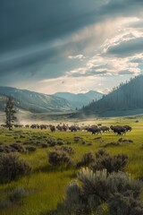 Poster - Herd of Bison Walking Through a Meadow Under a Cloudy Sky