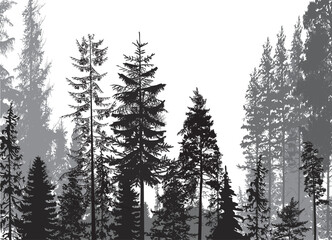 Wall Mural - large dark grey firs forest illustration