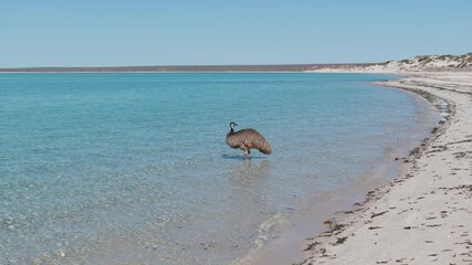 Sticker - Drone footage of an Emu bird standing in the water of Cable Beach in Western Australia, Australia