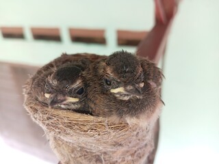 Wall Mural - A small malaysian pied fantail (Rhipidura javanica)  two  bird chicks in  their nest  on buiding structure. 15 days age.  photo  taken in malaysia