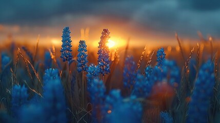 Wall Mural -   Blue flowers bloom under the setting sun, with the sun casting rays through the clouds behind it