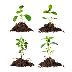 vegetable seedlings growing from roots isolated on white background png