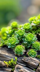 Canvas Print - Succulent Plants on a Wooden Background.