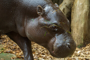 Wall Mural - pygmy hippopotamus, a small type of hippopotamus, wild animal. view of the muzzle and skin.