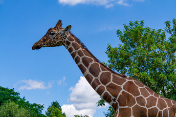 Wall Mural - Giraffe walking on green grass, wild animal giraffe. animals with long necks. animals walking in natural living conditions on a beautiful sunny day. view of the neck and head. blue sky background. gir