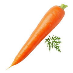 Fresh Carrot with Green Tops.