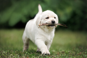 Wall Mural - labrador retriever puppy fetching a bird wing as a working temperament test outdoors