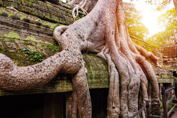 Wall Mural - Angkor Thom, ancient temple ruins in Cambodia jungle with tree roots