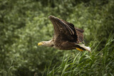 Fototapeta  - White tailed eagle in wild nature