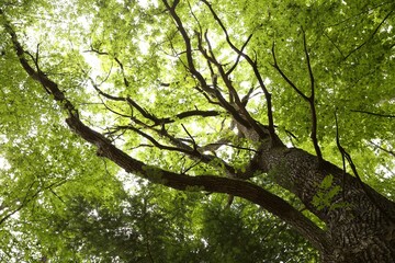 Wall Mural - Beautiful green tree growing in forest, bottom view