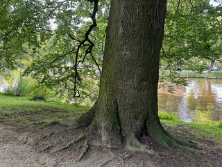 Poster - Beautiful view of park with tree near canal outdoors