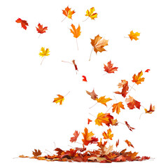 Colorful maple leaves are falling to the ground.