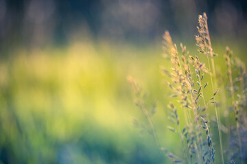 Wall Mural - Abstract soft focus sunset field landscape autumn grass meadow warm golden hour sunset sunrise time. Tranquil spring summer nature closeup and blurred forest background. Idyllic nature