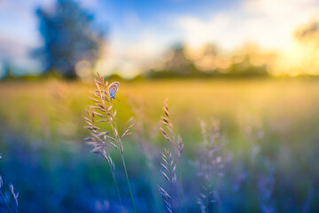 Wall Mural - Beauty in nature. Tranquil closeup of butterfly, soft morning sunlight pastel colors. Peaceful bright blue green blur lush foliage. Sunset abstract macro spring nature amazing artistic natural flora
