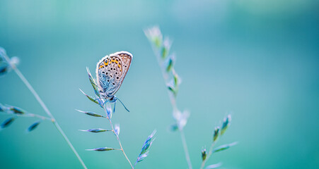 Wall Mural - Beauty in nature. Tranquil closeup of butterfly, soft morning sunlight pastel colors. Peaceful bright blue green blur lush foliage. Sunset abstract macro spring nature amazing artistic natural flora
