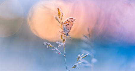 Wall Mural - beauty in nature. tranquil closeup of butterfly, soft morning sunlight pastel colors. peaceful brigh