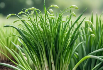 A vibrant close-up photograph of fresh green onions