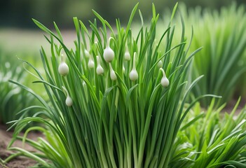 A vibrant close-up photograph of fresh green onions