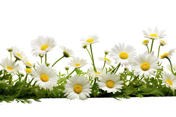 Daisy flowers and green grass in a floral line