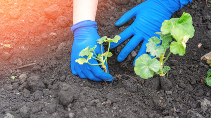 A person is planting a plant in the dirt. The gloves they are wearing are blue. The gloves are protecting their hands from the dirt.