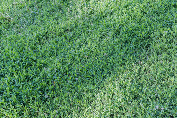 Wall Mural - Fragment of the meadow overgrown with knotgrass in sunny morning