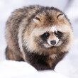 © REDPAN22 - fluffy raccoon dog in snow