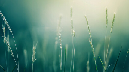 Poster - Wild grass on a blurred monotone background