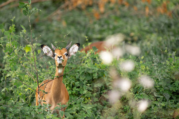 antelope in the woods