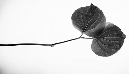 Wall Mural - black and white floral print of a hydrangea flower plant with organic texture isolated print for floral art or pattern