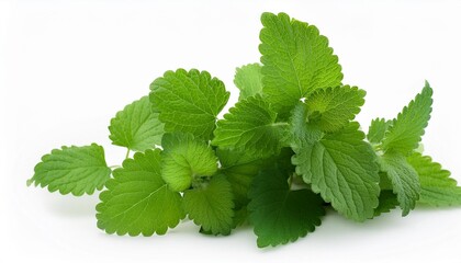 isolated on white herbs in a cute little bunch melissa lemon balm