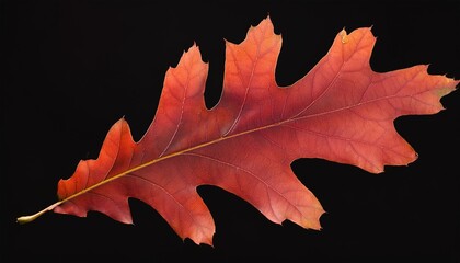 Wall Mural - botanical illustration of red oak leaf quercus rubra isolated on black background