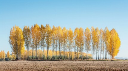 a line of poplar trees with golden leaves in the fall creates a striking and symmetrical background 