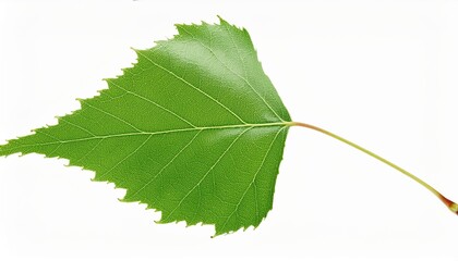 Wall Mural - back side green leaf of birch tree isolated