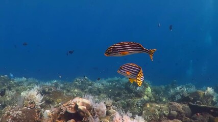 Wall Mural - Yellow tropical fish, coral reef and blue ocean. Underwater video from beautiful coral reef with swimming fish. Swimming with marine wildlife. Animals and corals. Marine life in the tropical ocean.