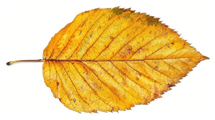 a close-up view of a vibrant yellow leaf showcasing detailed textures and patterns against a white b