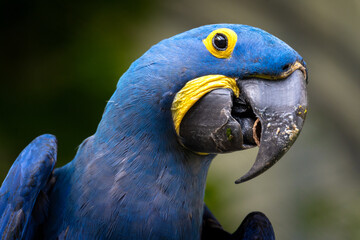 Rare Lear's macaw sitting on the branch