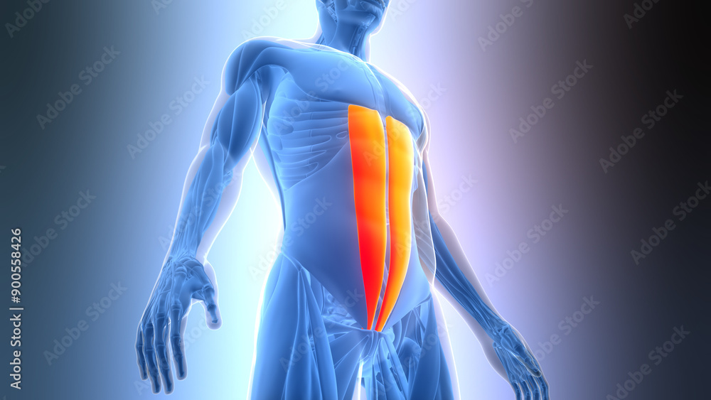 Human Muscular System Torso Muscles Rectus Abdominis Muscle Anatomy ...