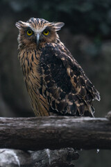 Wall Mural - Horned owl